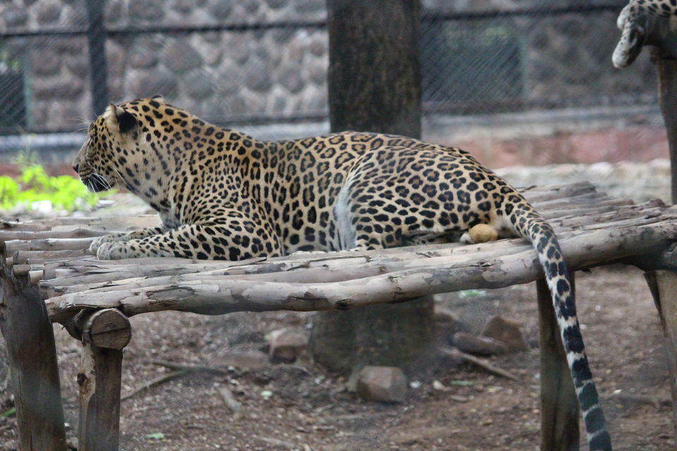 Photo of Bannerghatta Biological Park, Bengaluru by Prashant Srivastava