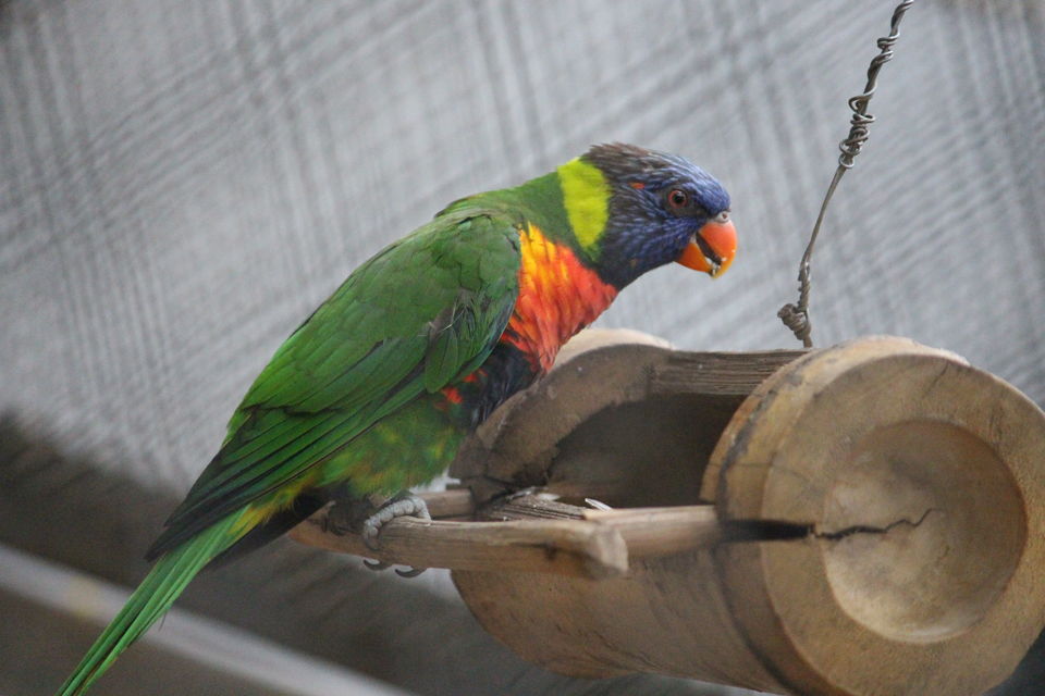 Photo of Bannerghatta Biological Park, Bengaluru by Prashant Srivastava