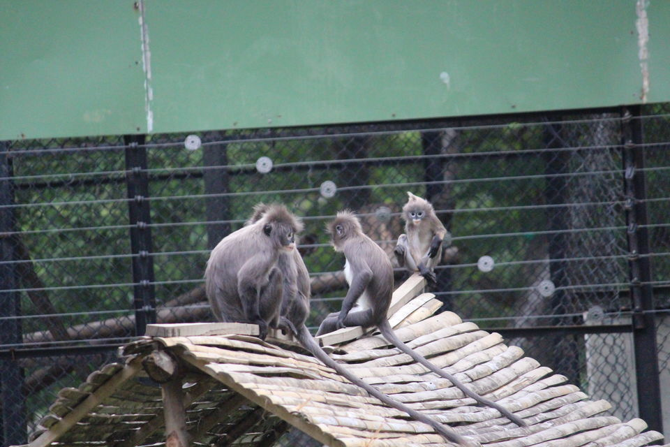 Photo of Bannerghatta Biological Park, Bengaluru by Prashant Srivastava