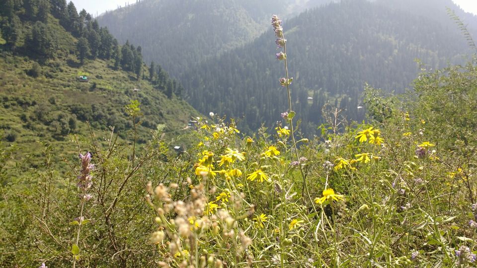 Photo of Tosh, Himachal Pradesh, India by Yuvraj Chaudhary