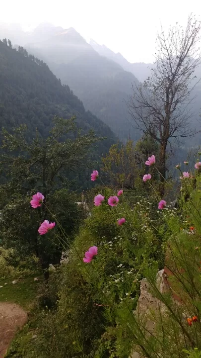 Photo of Backpacking in 'Tosh' - Himachal Pradesh by Yuvraj Chaudhary