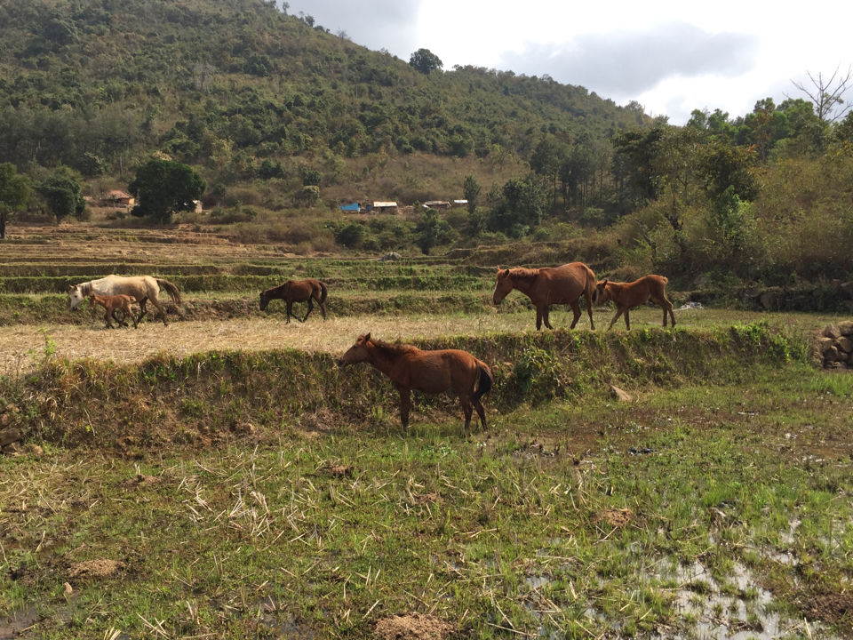 Photo of 7000 Kms Of Craziness. Part 1 - The Mysterious Tribal Village. by crazy_wanderer