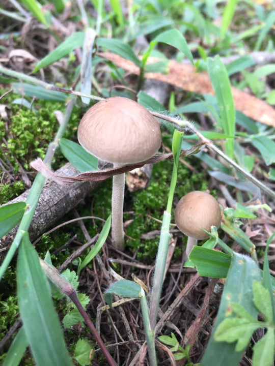 Photo of Mother Nature's Healing For A Disturbed Soul. Shrooms And Kodai Hills by crazy_wanderer