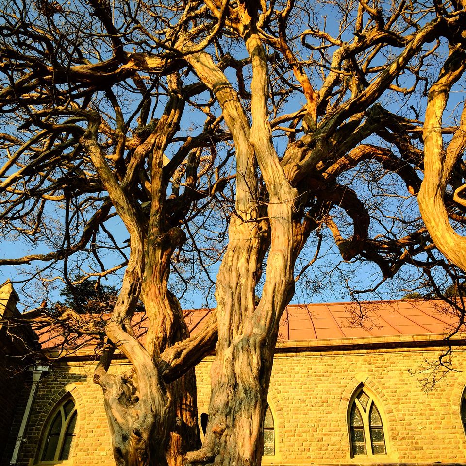 Photo of Christ Church Shimla, Mall Road, Lakkar Bazar, Shimla, Himachal Pradesh, India by Travel Tale With Wanderess