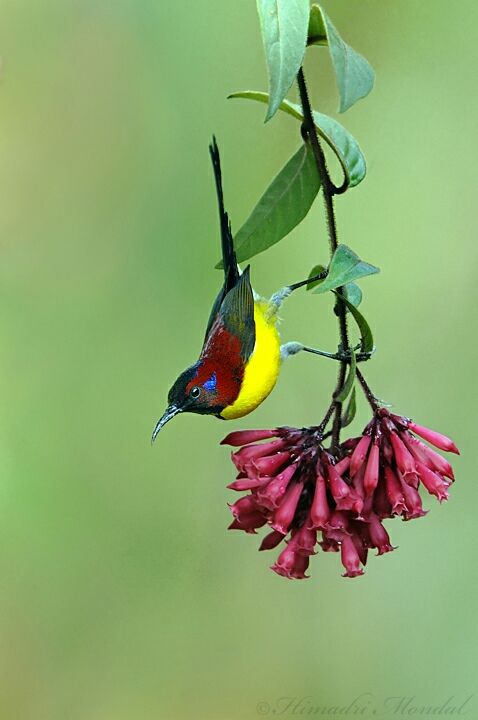Photo of Mystical Borong at Wild Flower Sikkim. by Himadri Mondal