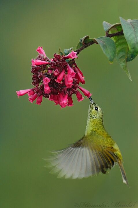 Photo of Mystical Borong at Wild Flower Sikkim. by Himadri Mondal