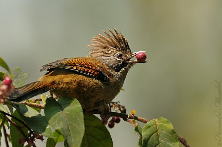 Photo of Mystical Borong at Wild Flower Sikkim. by Himadri Mondal