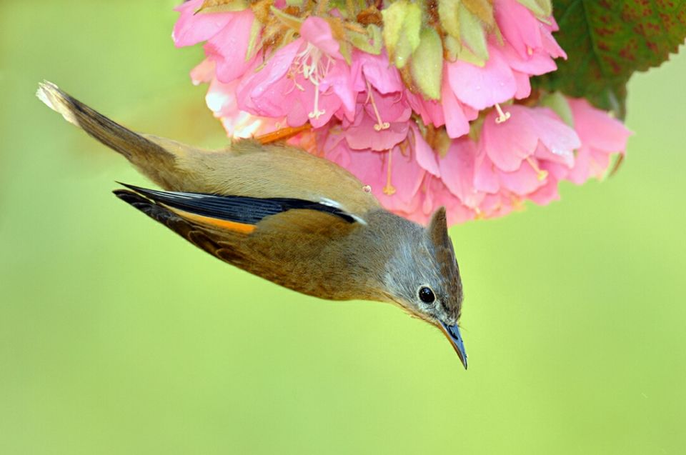 Photo of Mystical Borong at Wild Flower Sikkim. by Himadri Mondal