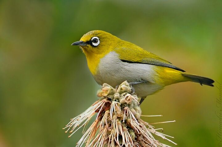 Photo of Mystical Borong at Wild Flower Sikkim. by Himadri Mondal