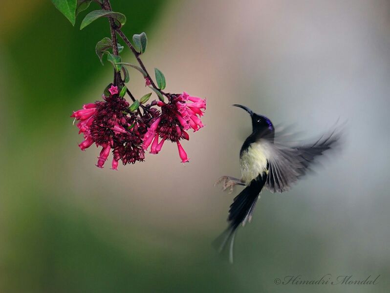 Photo of Mystical Borong at Wild Flower Sikkim. by Himadri Mondal