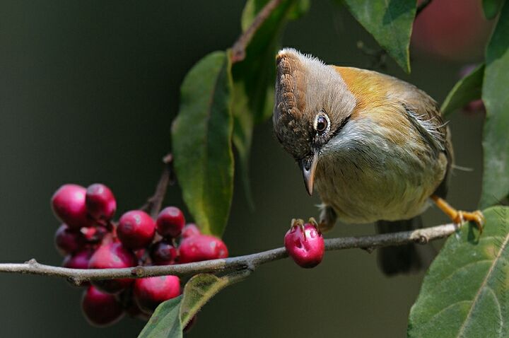 Photo of Mystical Borong at Wild Flower Sikkim. by Himadri Mondal