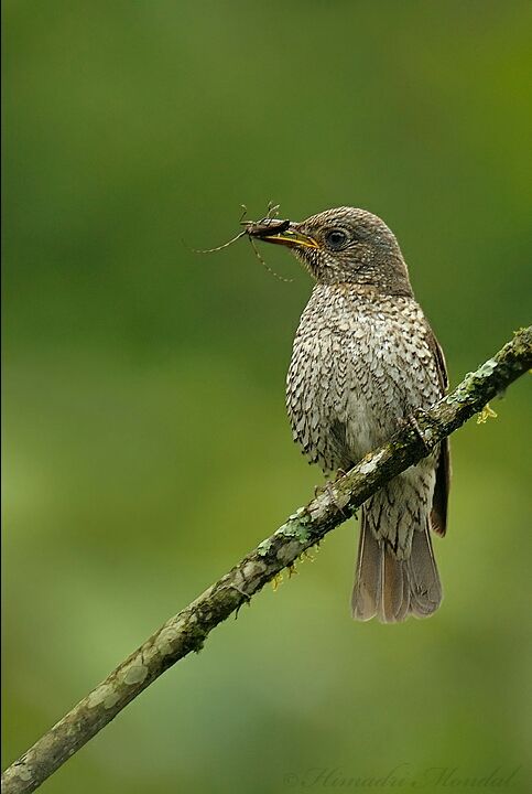 Photo of Mystical Borong at Wild Flower Sikkim. by Himadri Mondal