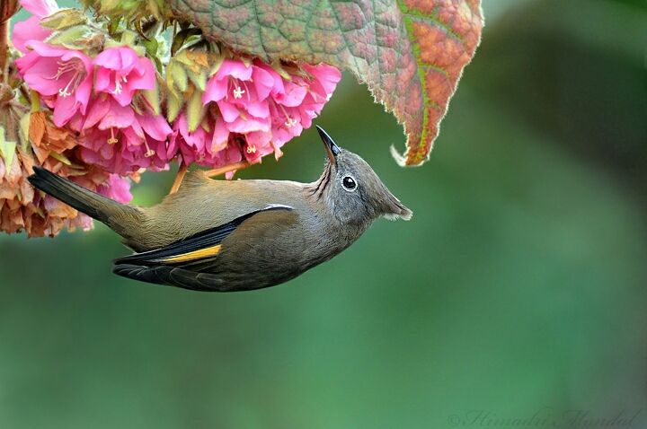 Photo of Mystical Borong at Wild Flower Sikkim. by Himadri Mondal