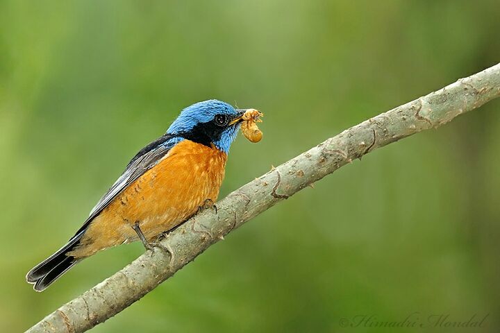 Photo of Mystical Borong at Wild Flower Sikkim. by Himadri Mondal