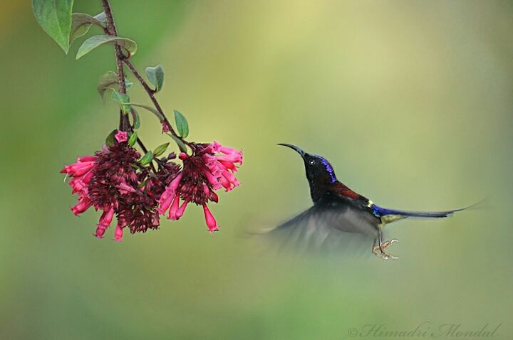 Photo of Mystical Borong at Wild Flower Sikkim. by Himadri Mondal