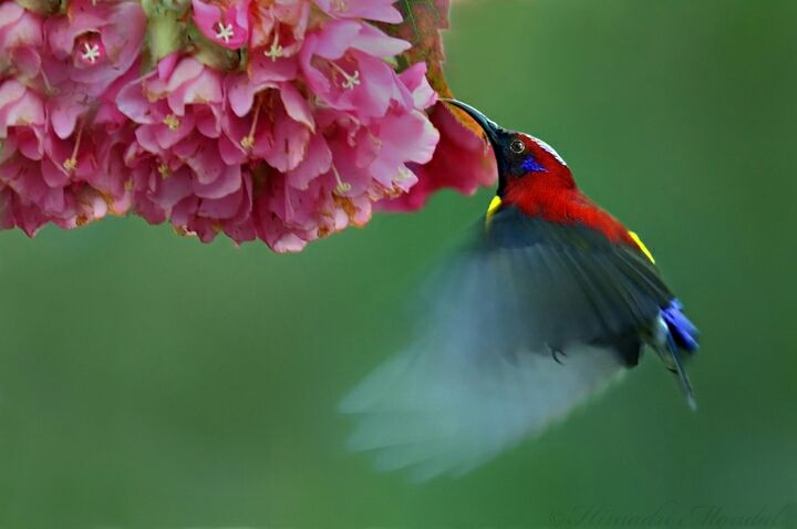 Photo of Mystical Borong at Wild Flower Sikkim. by Himadri Mondal