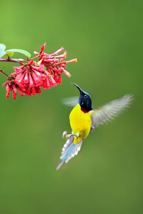 Photo of Mystical Borong at Wild Flower Sikkim. by Himadri Mondal
