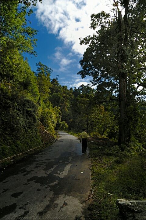 Photo of Mystical Borong at Wild Flower Sikkim. by Himadri Mondal