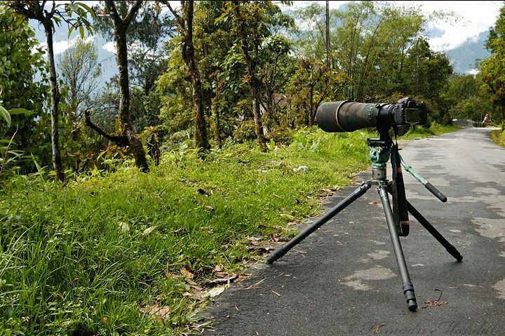Photo of Mystical Borong at Wild Flower Sikkim. by Himadri Mondal