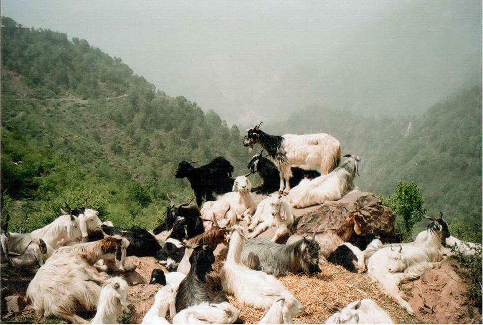 Photo of Dreams Of Himalayas: Good Things Take Time by Anna Shakhnazarova