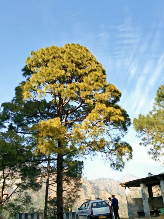 Photo of Ranikhet – In the lap of Kumaon's pine forests 3/27 by Akshay Rajagopalan 