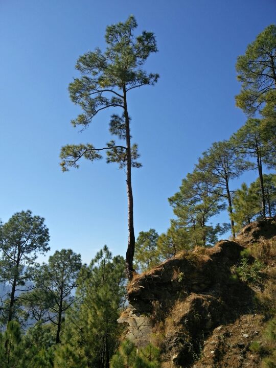 Photo of Ranikhet – In the lap of Kumaon's pine forests 5/27 by Akshay Rajagopalan 