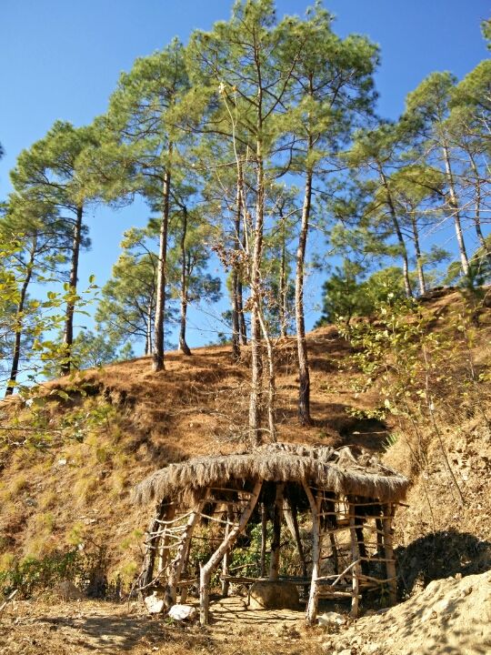 Photo of Ranikhet – In the lap of Kumaon's pine forests 7/27 by Akshay Rajagopalan 