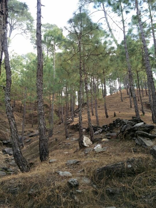 Photo of Ranikhet – In the lap of Kumaon's pine forests 14/27 by Akshay Rajagopalan 