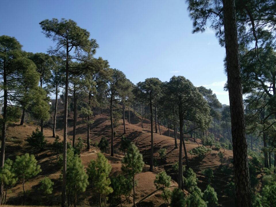 Photo of Ranikhet – In the lap of Kumaon's pine forests 15/27 by Akshay Rajagopalan 