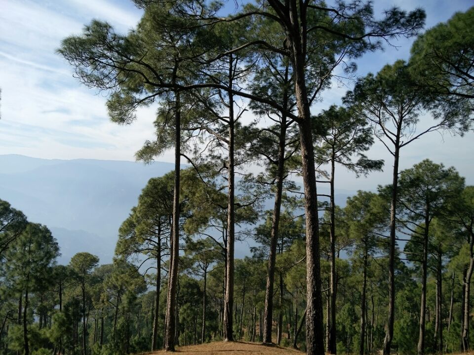 Photo of Ranikhet – In the lap of Kumaon's pine forests 16/27 by Akshay Rajagopalan 
