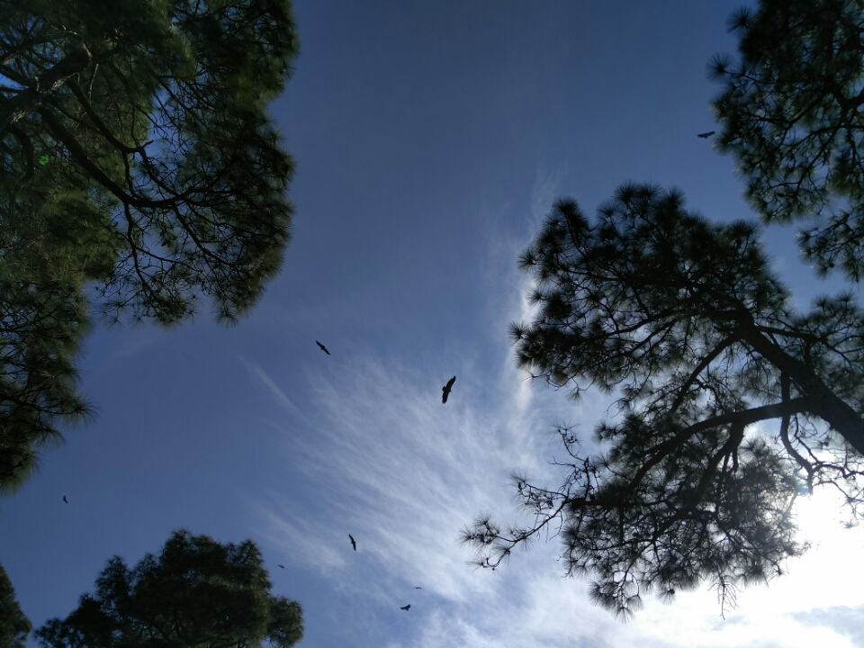 Photo of Ranikhet – In the lap of Kumaon's pine forests 17/27 by Akshay Rajagopalan 