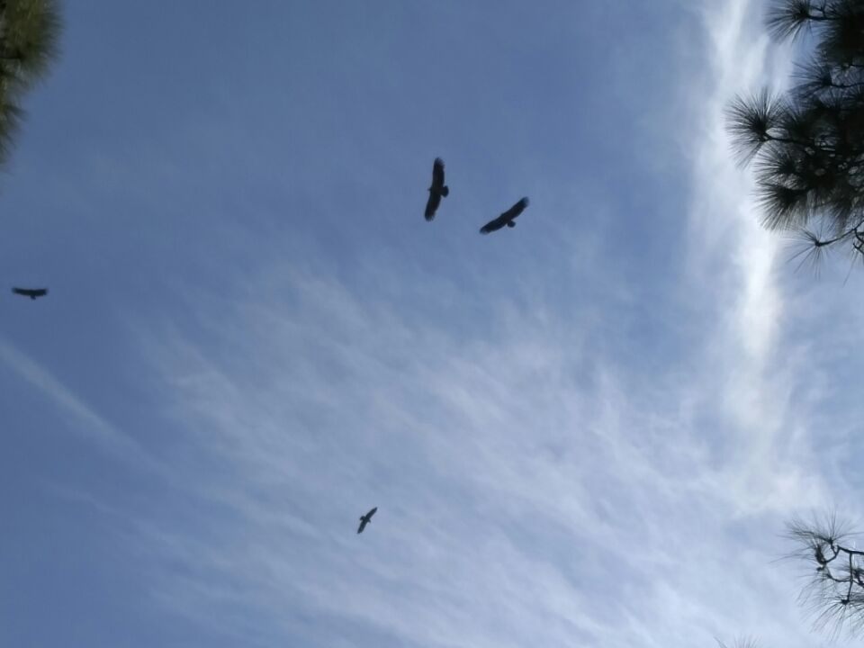 Photo of Ranikhet – In the lap of Kumaon's pine forests 18/27 by Akshay Rajagopalan 