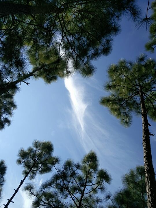 Photo of Ranikhet – In the lap of Kumaon's pine forests 19/27 by Akshay Rajagopalan 