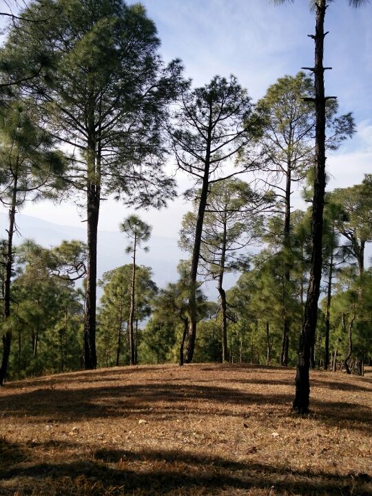 Photo of Ranikhet – In the lap of Kumaon's pine forests 21/27 by Akshay Rajagopalan 