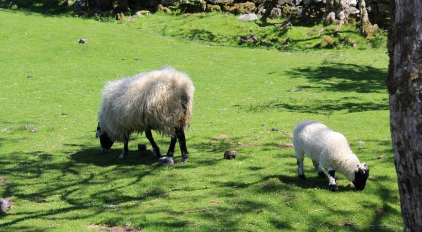 Photo of Exploring Scotland - A road trip 7/8 by Anshu Kumar