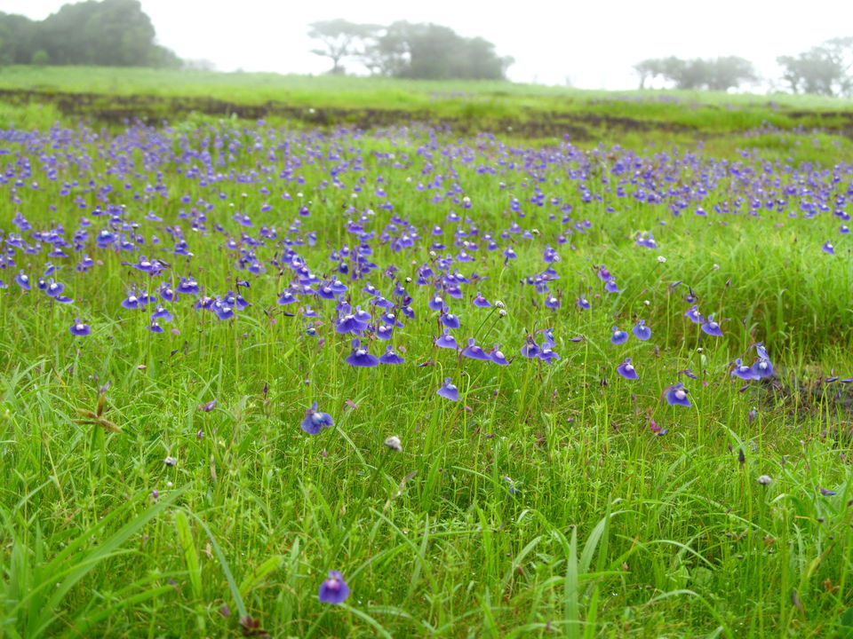 Photo of Plateau of Flowers...Kaas by APURBA DAS