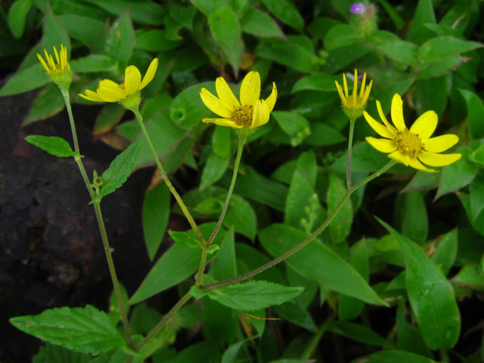 Photo of Plateau of Flowers...Kaas by APURBA DAS