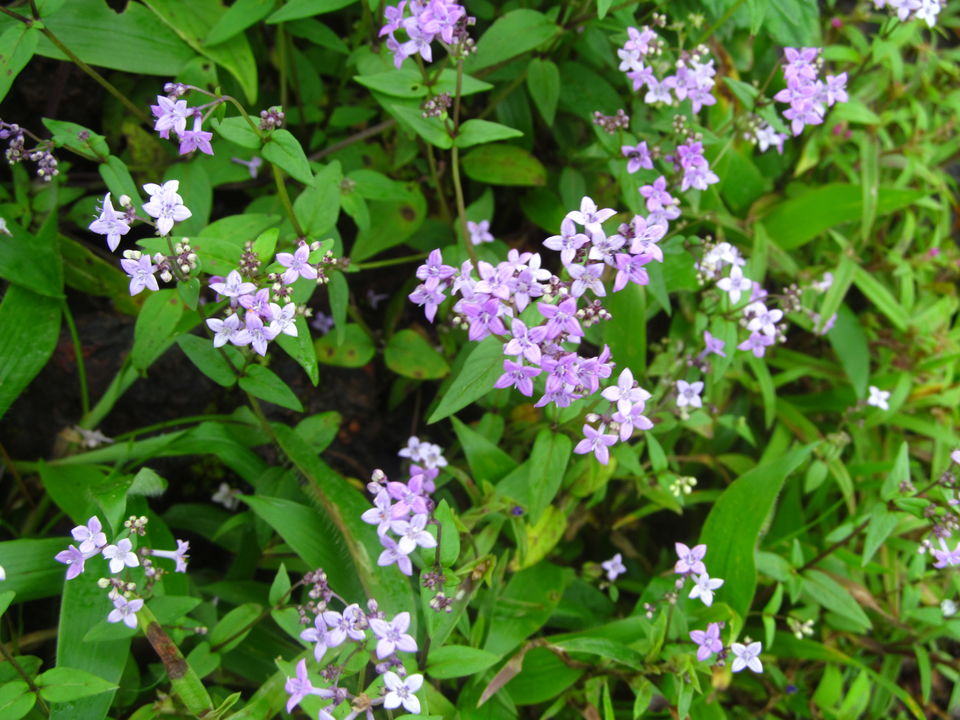 Photo of Plateau of Flowers...Kaas by APURBA DAS