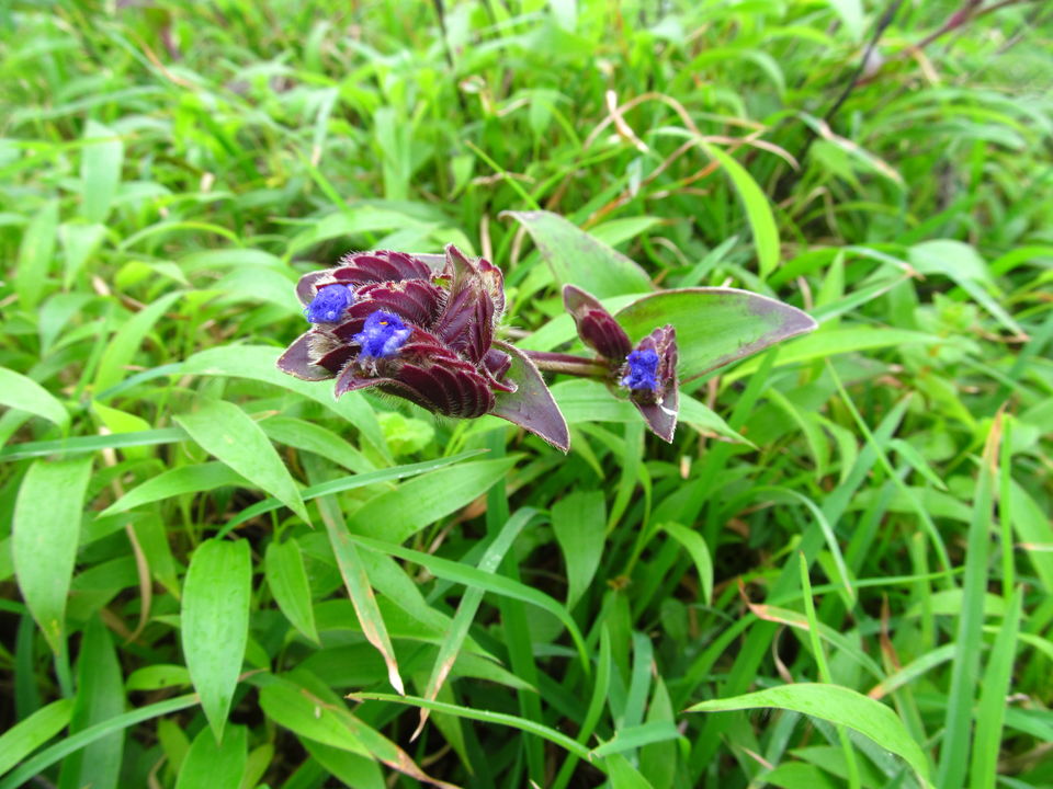 Photo of Plateau of Flowers...Kaas by APURBA DAS
