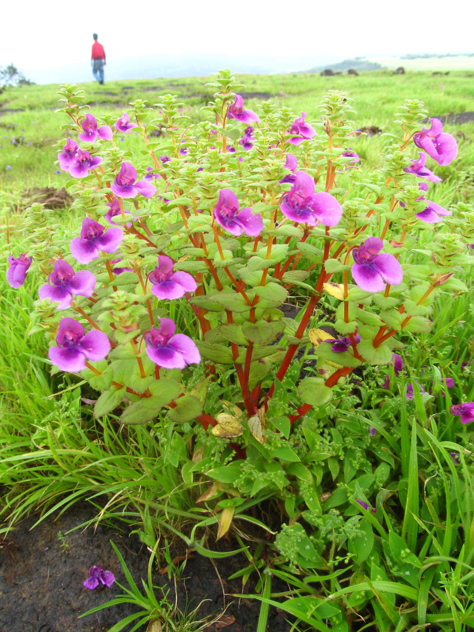 Photo of Plateau of Flowers...Kaas by APURBA DAS