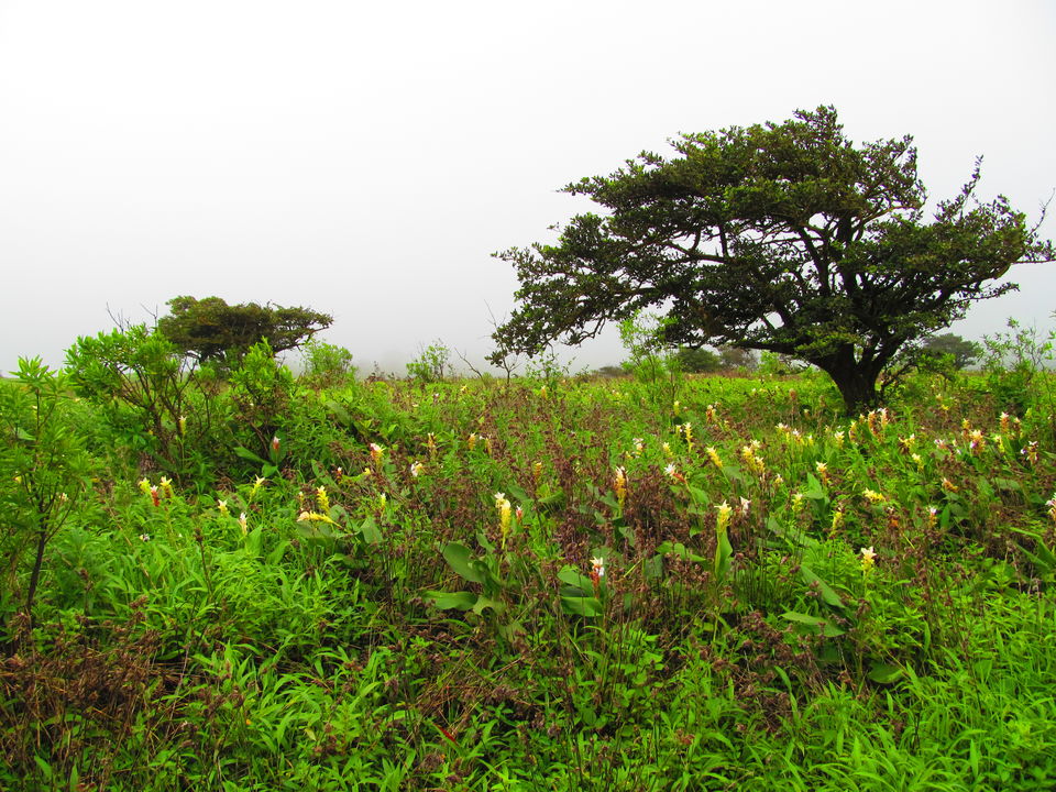 Photo of Plateau of Flowers...Kaas by APURBA DAS