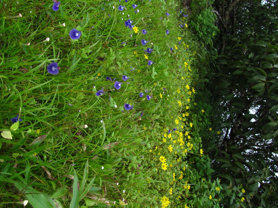 Photo of Plateau of Flowers...Kaas by APURBA DAS