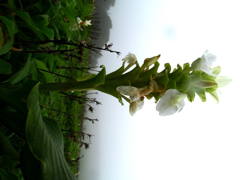 Photo of Plateau of Flowers...Kaas by APURBA DAS