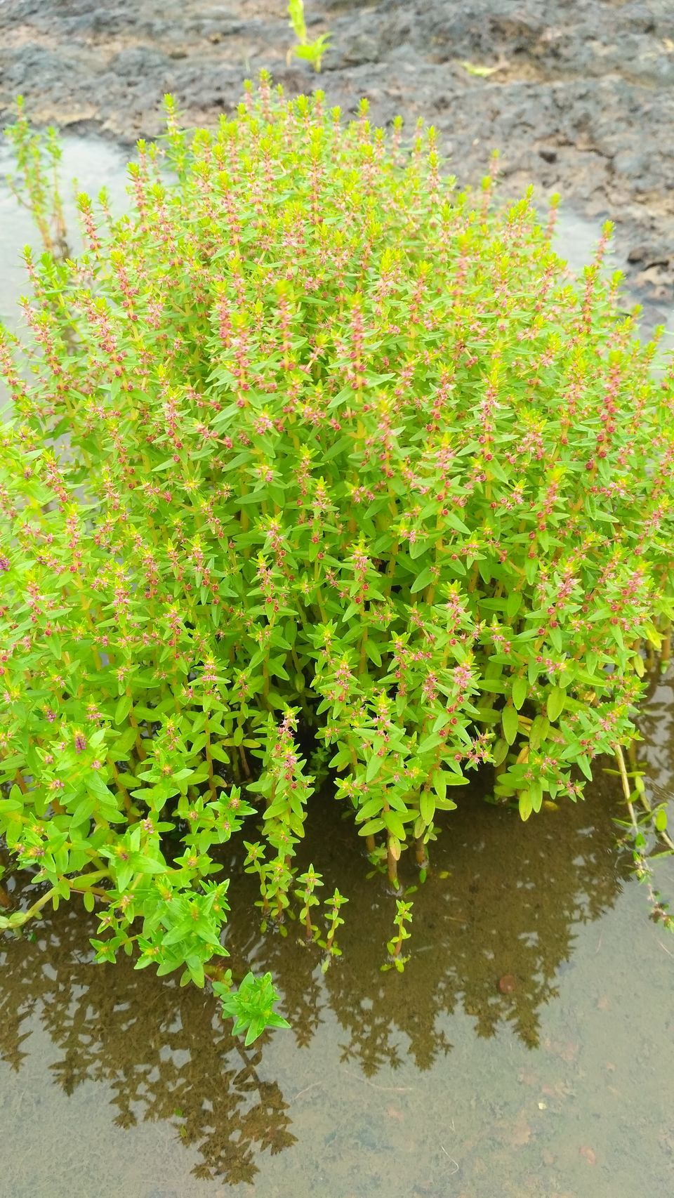 Photo of Plateau of Flowers...Kaas by APURBA DAS