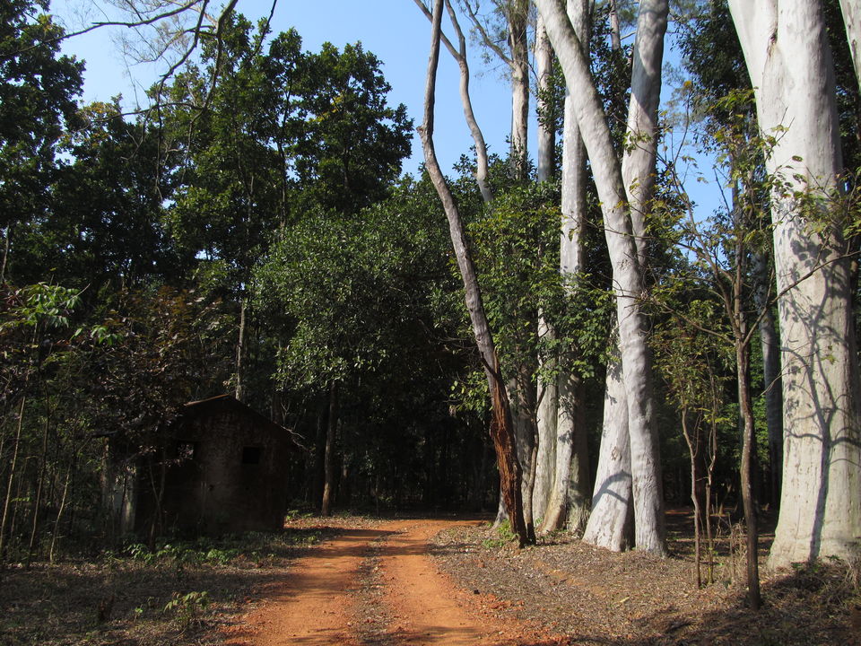 Photo of Head to Similipal....for waterfall, mountain, forest and wilderness by APURBA DAS