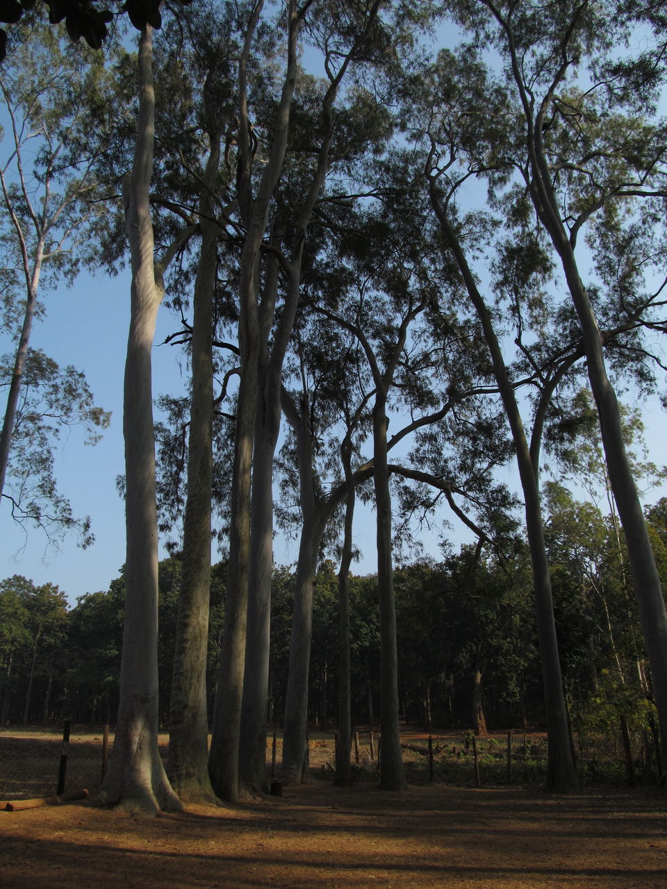 Photo of Head to Similipal....for waterfall, mountain, forest and wilderness by APURBA DAS