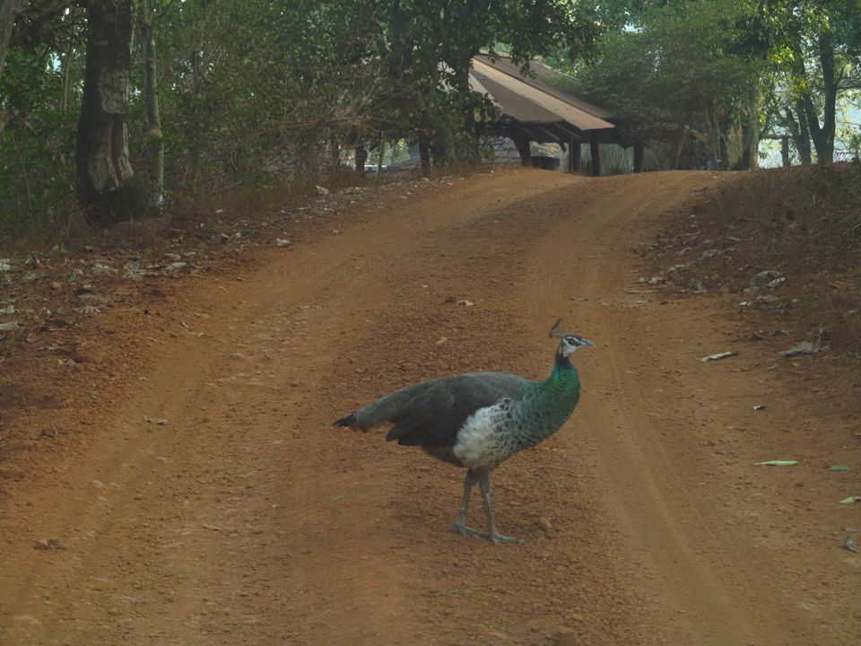 Photo of Head to Similipal....for waterfall, mountain, forest and wilderness by APURBA DAS