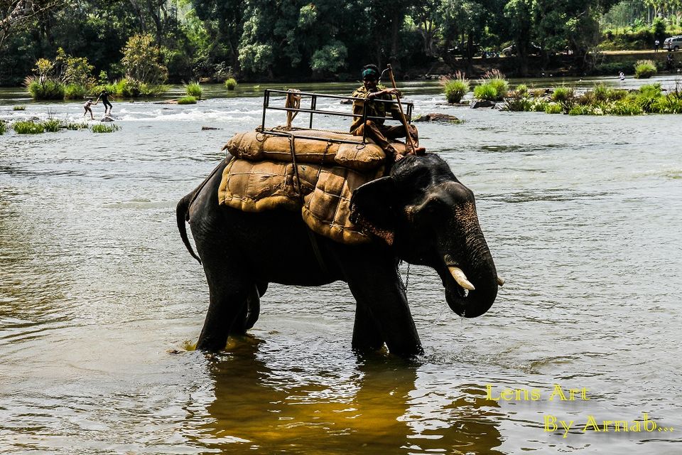 Photo of Dubare Elephant Camp,Rafting, Karadigodu, Karnataka, India by Sritama Halder