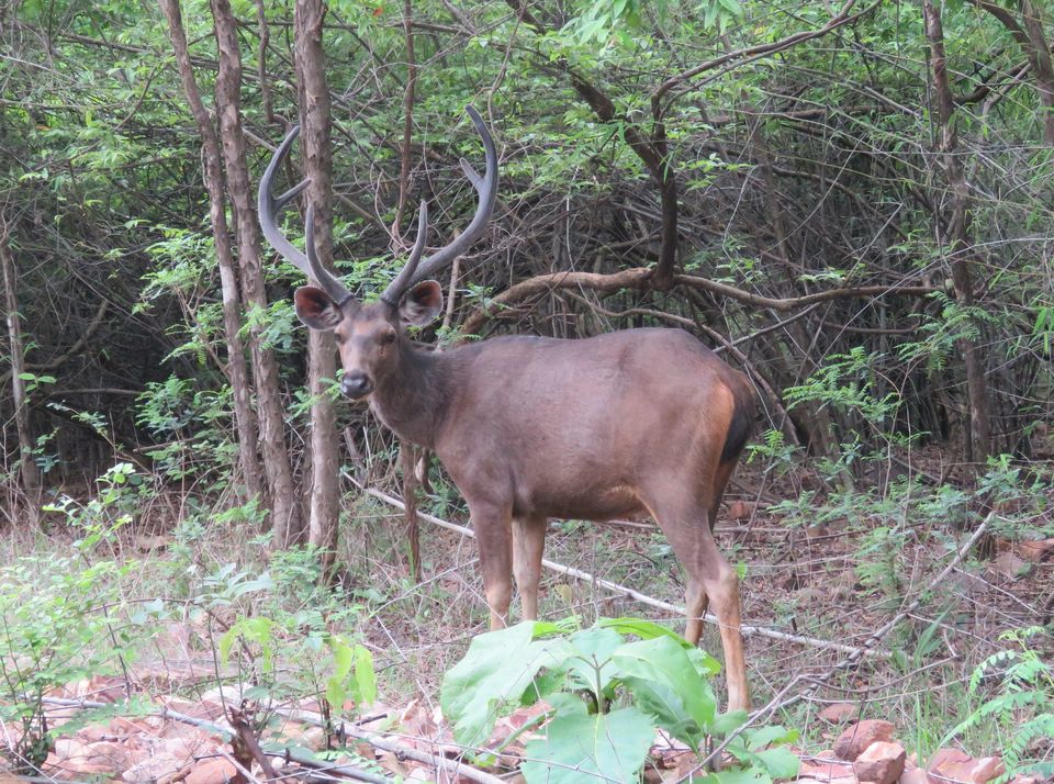 Photo of #TripotoPushkarMelaContestEntry-Encounter with Royalty of Ranthambhore 2/6 by kriti arora