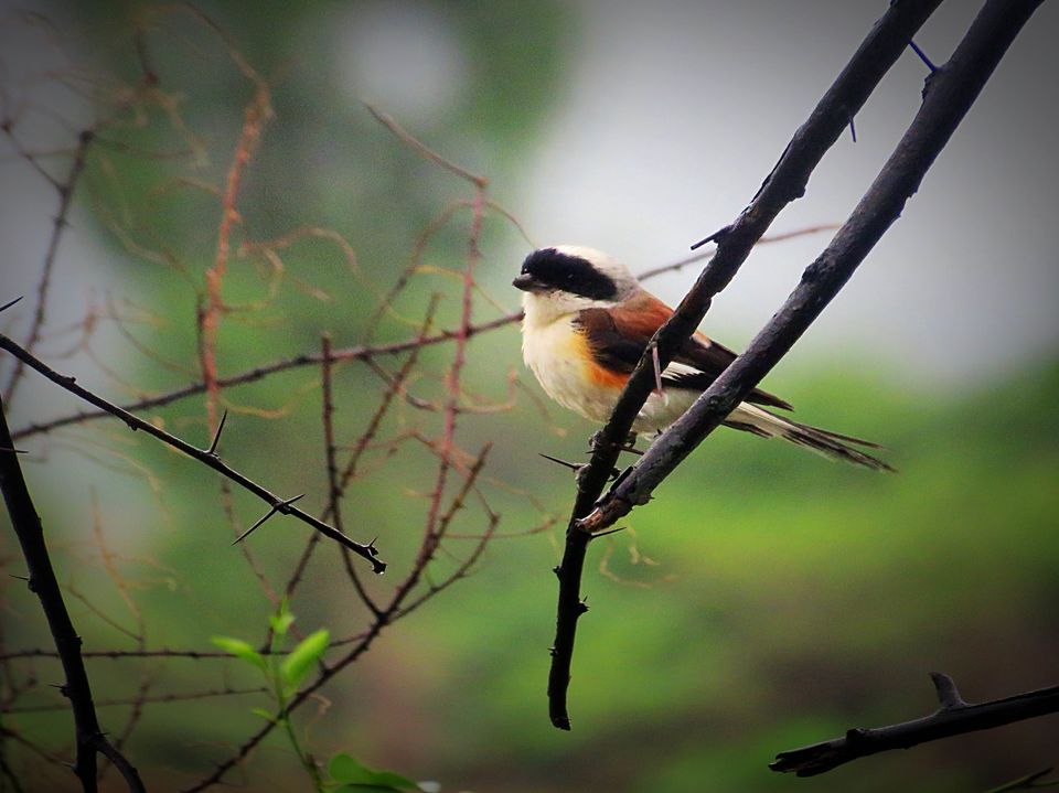 Photo of #TripotoPushkarMelaContestEntry-Encounter with Royalty of Ranthambhore 4/6 by kriti arora